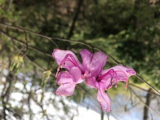 山頂を結ぶ尾根道の紫色の花の躑躅ブログ用.JPG