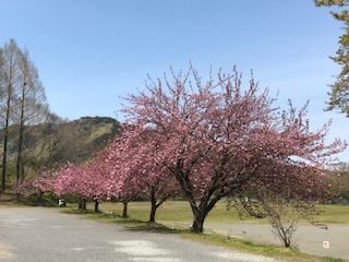 愛川ふれあいの村第二駐車場の八重桜ブログ用.JPG