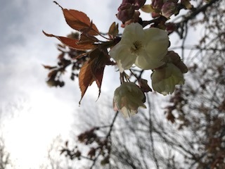 高取山山頂の桜ブログ用.JPG