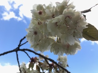 高取山山頂の白色の八重桜ブログ用.JPG